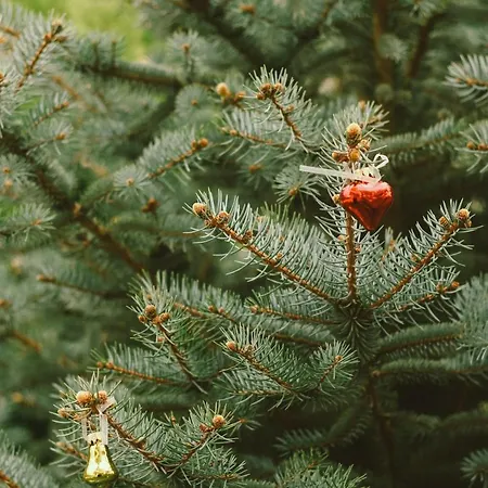 Doganin Kalbindeki Eviniz-9 Kisi *